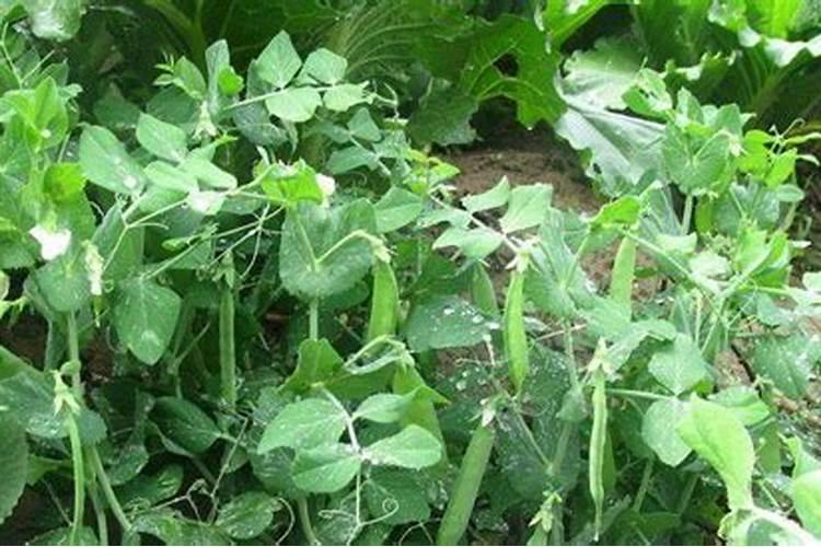 扁豆打保花药适合什么时候打好