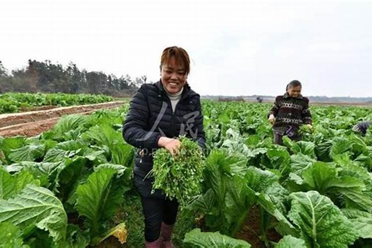 蔬菜微肥木醋液生产公司