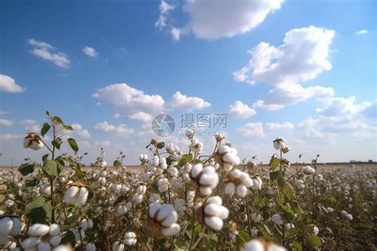 棉花要怎么施肥呢？