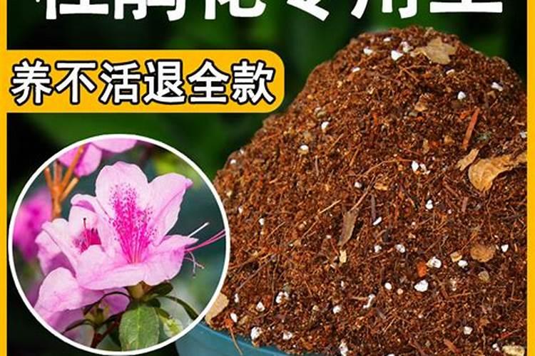 杜鹃花施肥要点