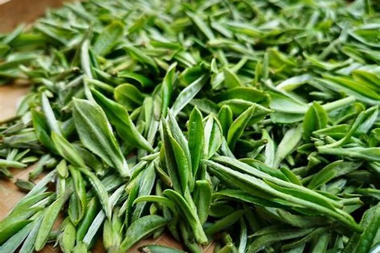 白荼施什么肥料最好？