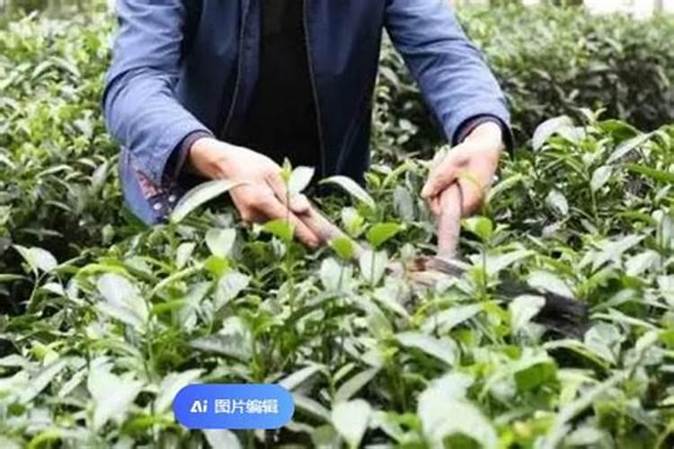 安吉白茶春茶后施什么肥好