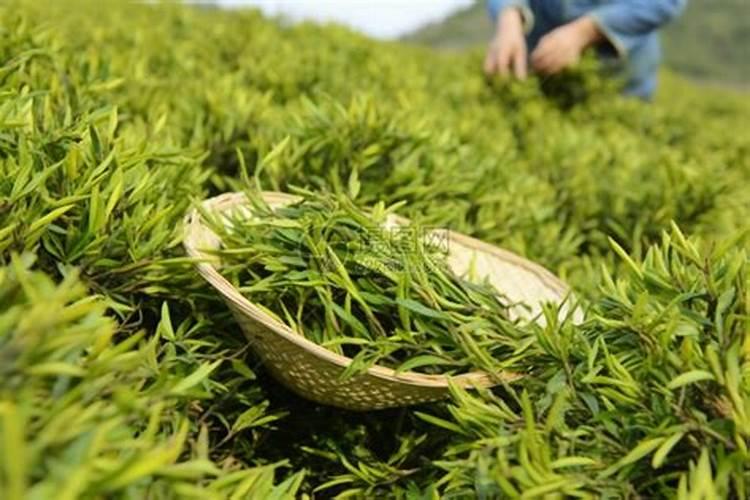 种植茶叶要注意哪些事项
