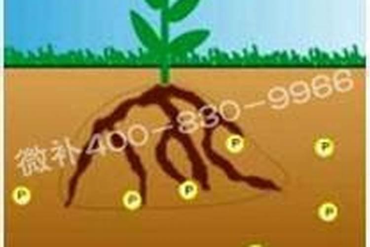 磷肥怎样被作物吸收