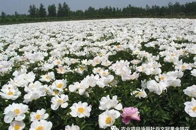 牡丹叶面肥打什么 喷肥注意事项