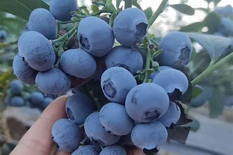 蓝莓树苗怎么种植