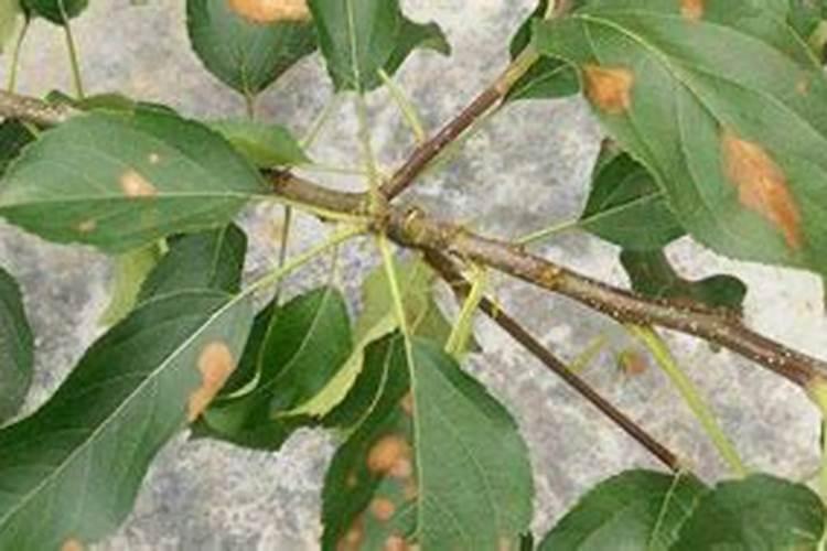 苹果树施什么肥好