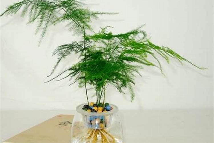 枣树的种植与管理技术