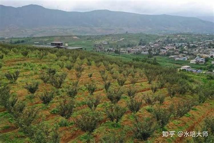 花椒树几月份施肥最佳,花椒树什么时候施肥料最好