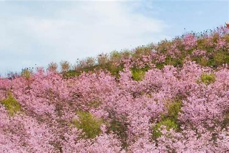 樱花什么时候开花？