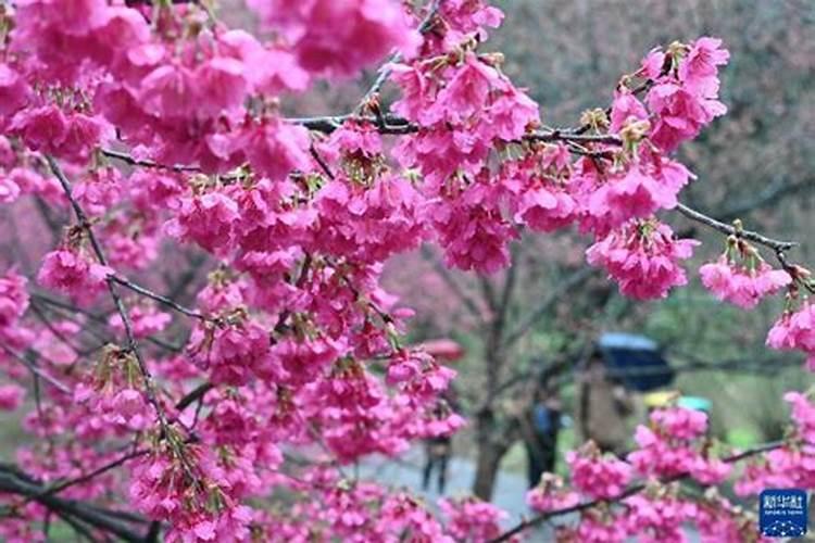 樱花秋季养护的要点