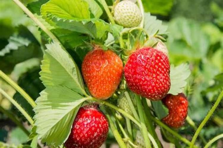 草莓施什么肥料最甜