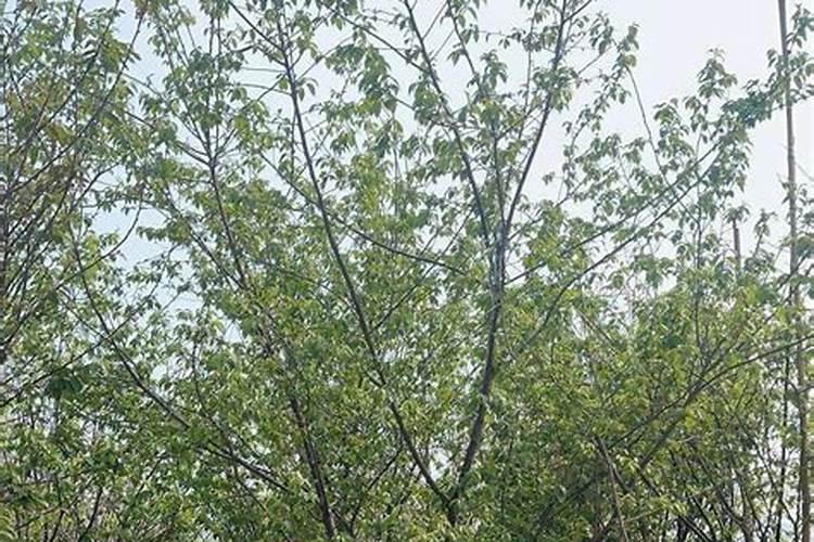 去富士山看樱花住什么酒店