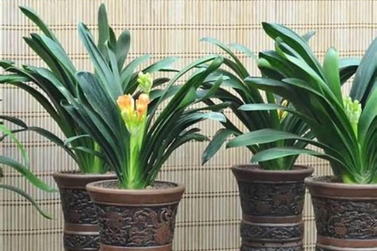 石斛花的肥可以用在其他植物吗