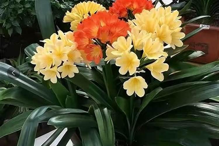 兰花的土能养君子兰吗