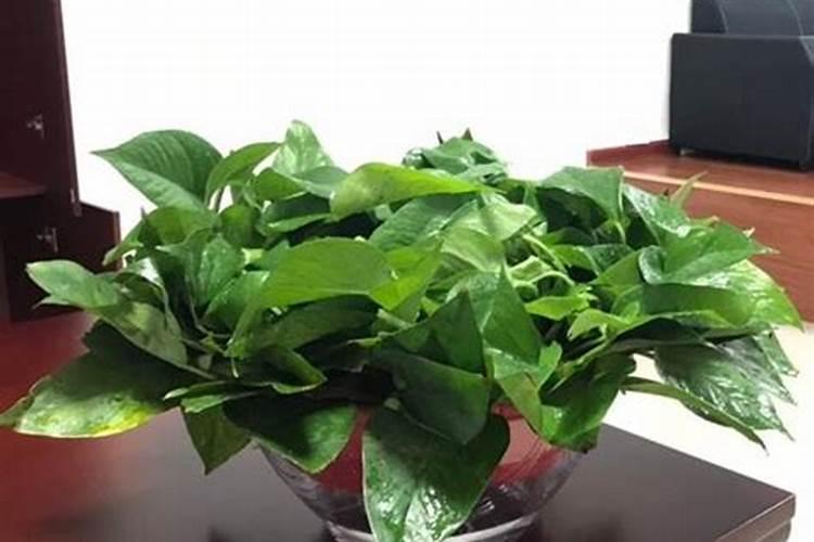 菜苗移栽几天后可施肥