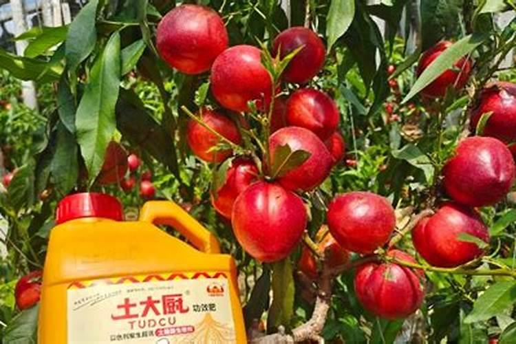 桃树追肥用什么肥料好