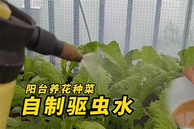 菜苗出土后应该施什么肥