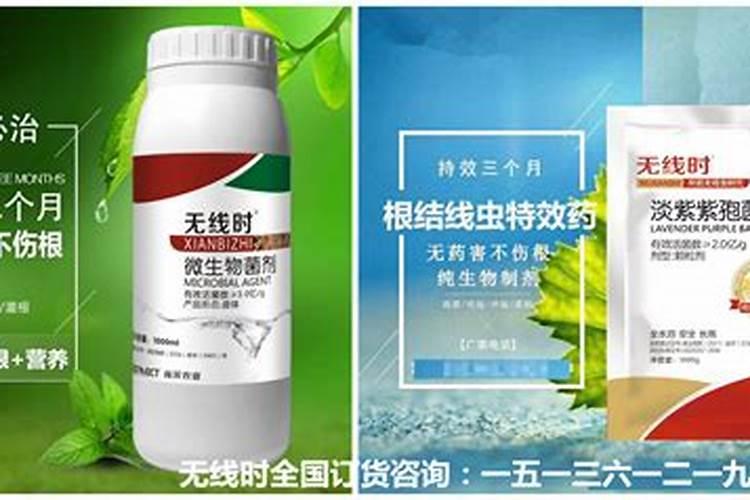 淡紫拟青霉菌治线虫