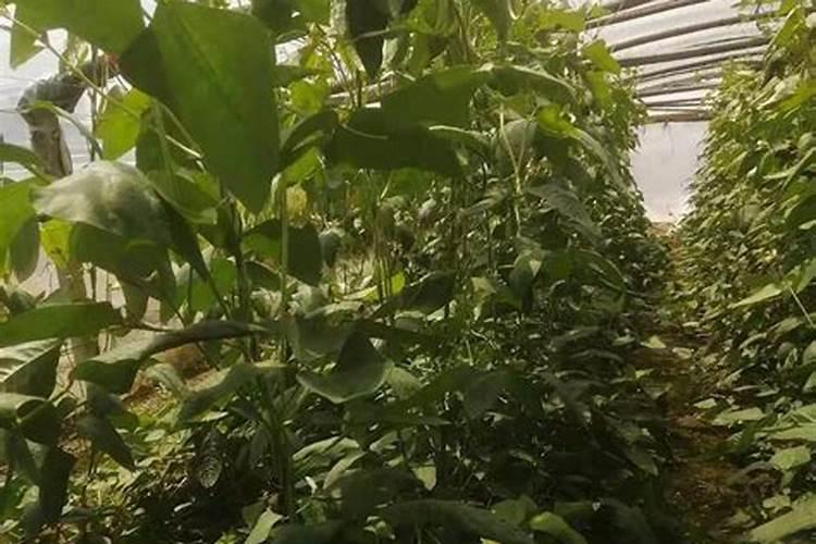 豆角让化肥烧死了,接着还能种豆角吗？