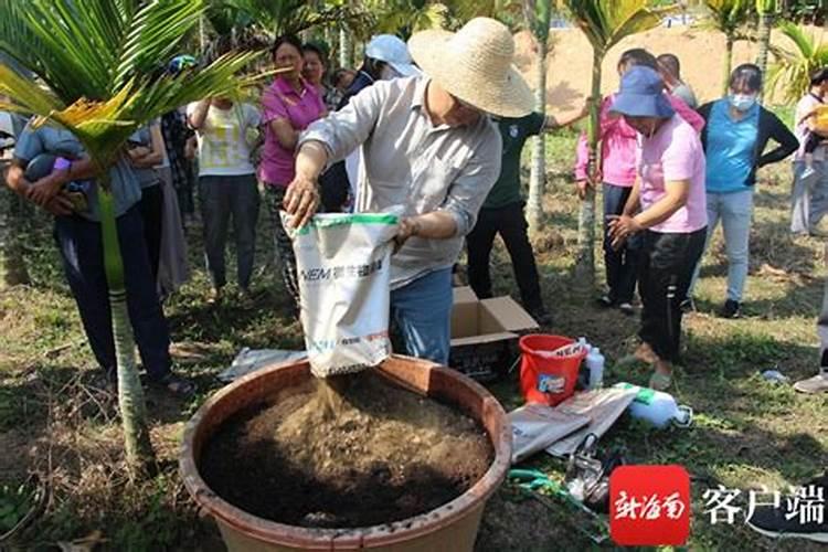 高温,湿度大的槟榔芋田得霜霉病,芋役病,用什么药混配比较理想？