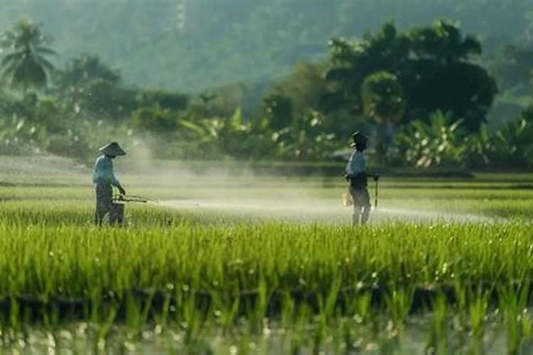 治槟榔黄化病的唯一有效药