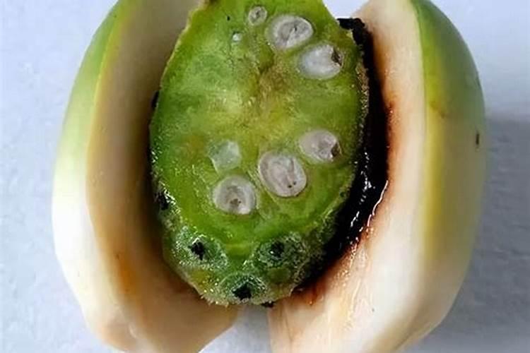 如何预防与治疗槟榔黄化病