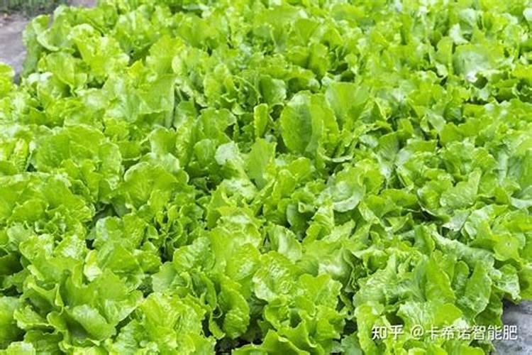 钙镁硼锌铁叶面肥啥时用最好