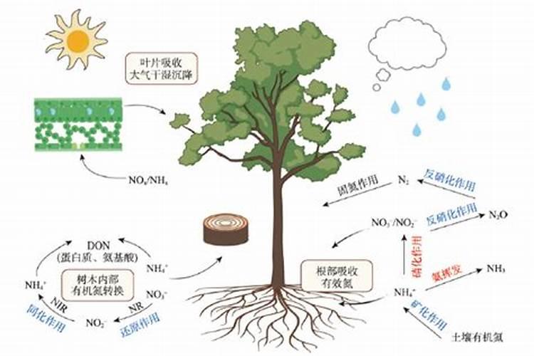 橄榄树的种植及管理