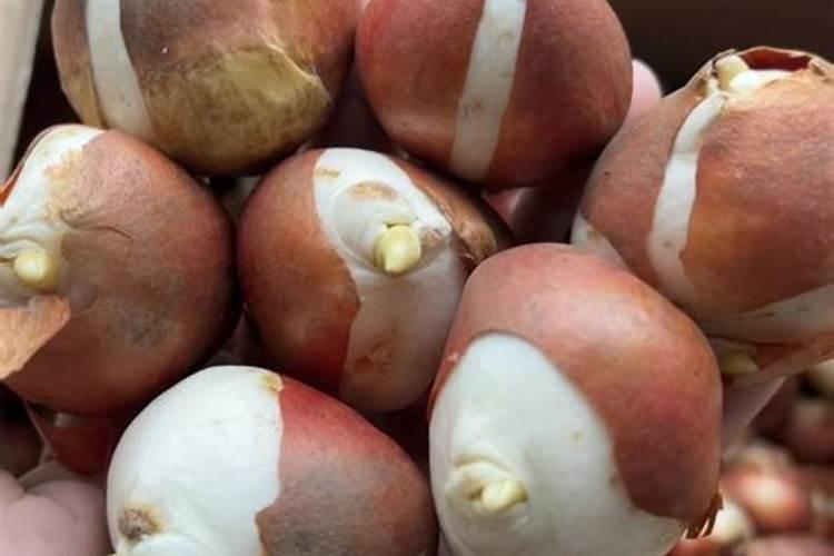 大豆花期可以打农药吗,喷什么叶面肥好