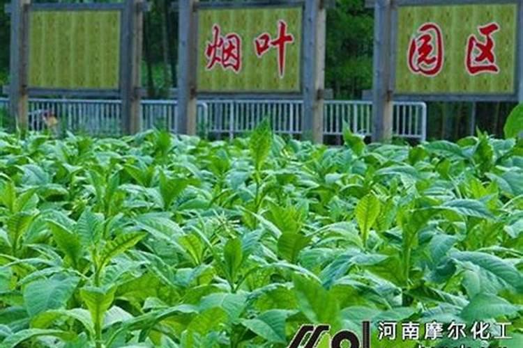 玉米生长慢打什么叶面肥好