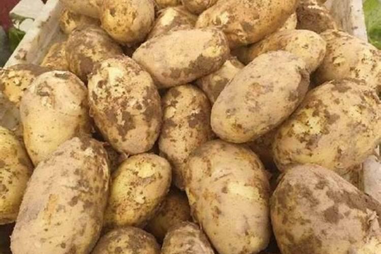 土豆叶面肥简介