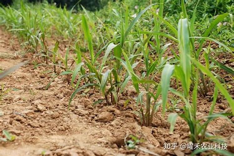 吃美源康富益康素可以调节血脂、降血压吗？