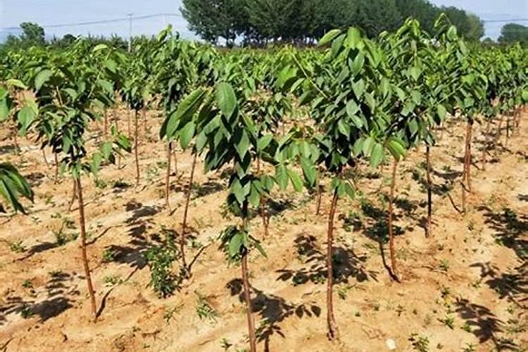 烤烟膜下小苗移栽技术要点