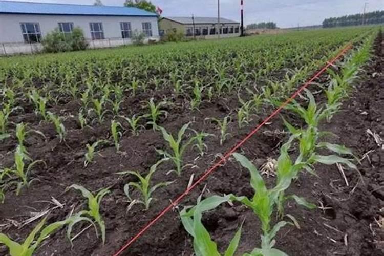 钾肥是什么肥料 植物缺少钾肥会怎么样