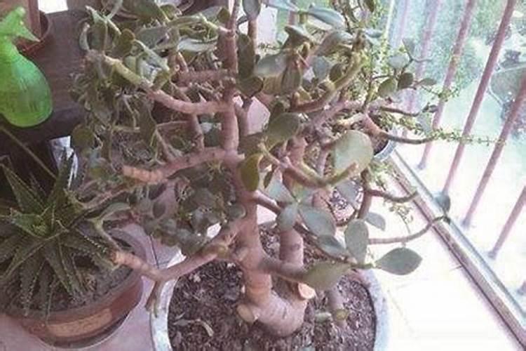 冬天玉树能断枝移植吗？
