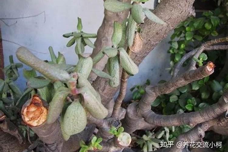 关于玉树地震的诗歌