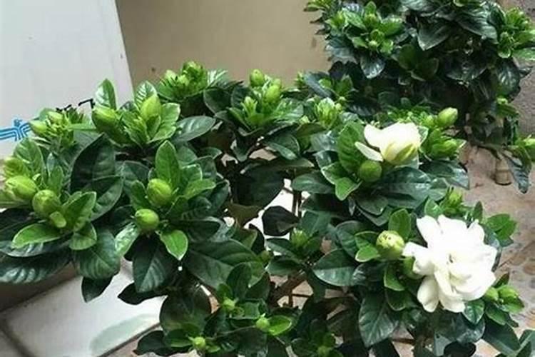 小苏打与柠檬酸可以做叶面肥吗？