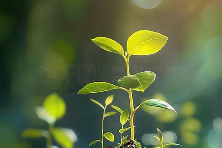 油茶开花时期应该喷何种叶面肥？