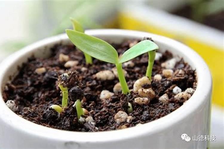 三年寸草不生的除草剂叫什么名字
