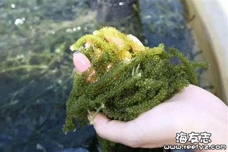 葡萄秋季管理怎么施肥
