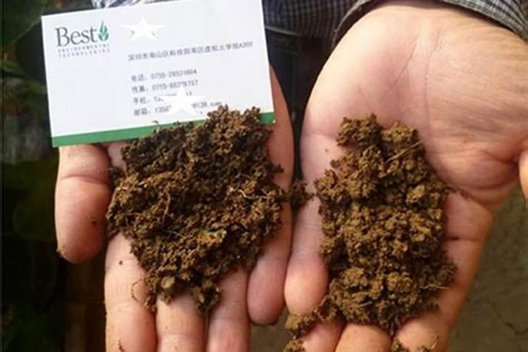 茶园冬肥什么时候施肥？