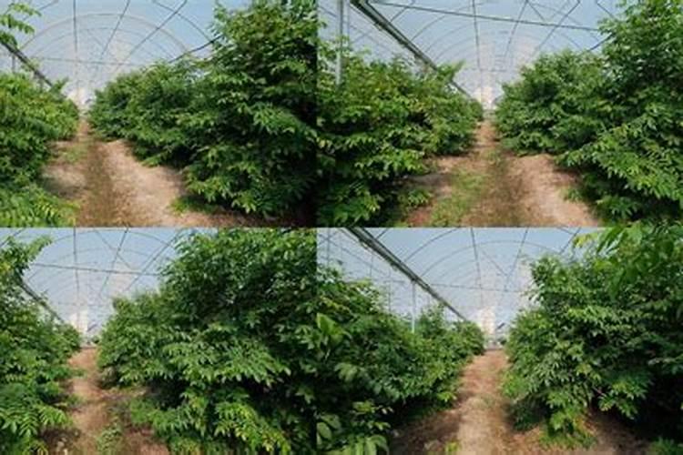 大棚蔬菜类如何合理使用硫酸钾型复合肥？