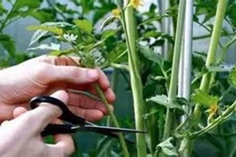 糖蜜可以当叶面肥吗？