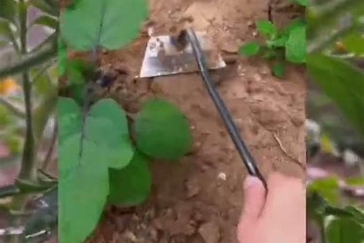 茄子秧和辣椒秧上尿素上的打蔫用什么方法治理过来？