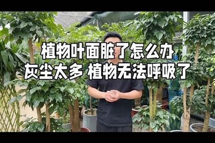 叶面肥过量怎么补救百科
