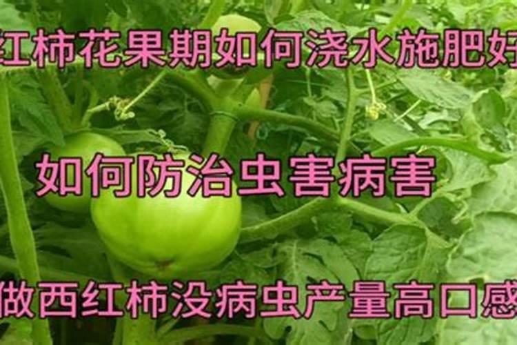 西红柿喷什么叶面肥最好