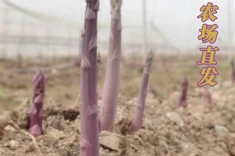 生物碳和草炭哪个好