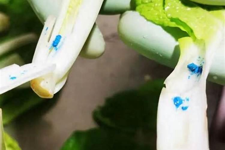 大白菜的栽培技术要点有哪些？