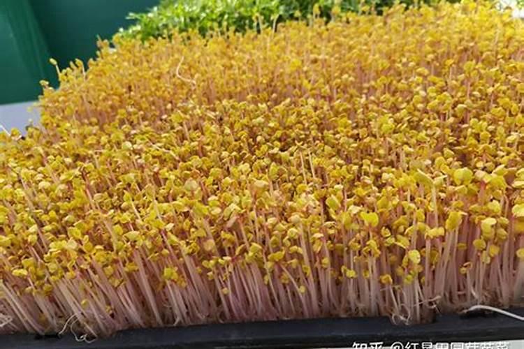 怎样促进大白菜长芯？